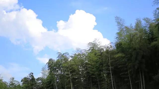 珀洱半坡，在竹海樹林之間盡享山間好風(fēng)光