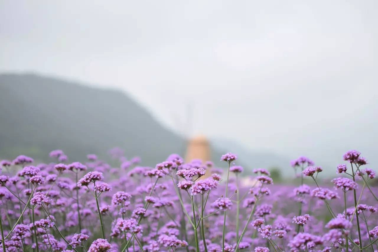 螞蟻尚墅，在山谷的花田美舍里生活