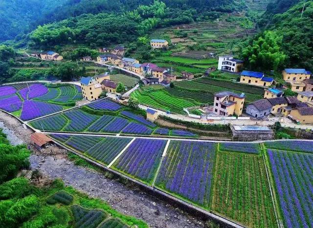 螞蟻尚墅，在山谷的花田美舍里生活