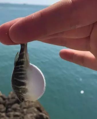 溫州·花崗漁村，海外桃源別有天此間小住亦神仙