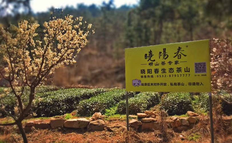 曉陽春茶，尋找茶道融于茶水中的美好生活