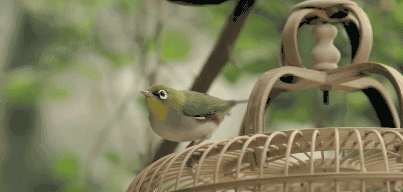 曉陽春茶，尋找茶道融于茶水中的美好生活