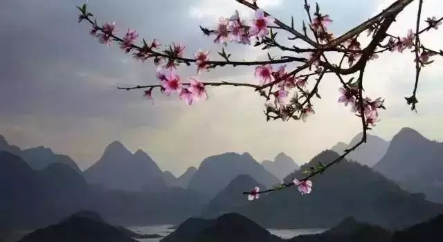 桃花壹號，靜下來品味生活最美的那一面