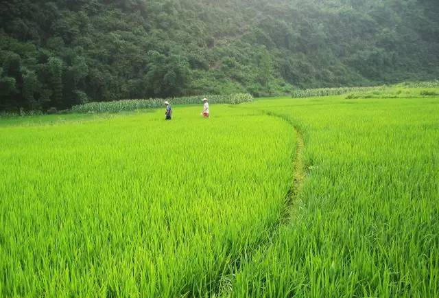 桃花壹號，靜下來品味生活最美的那一面