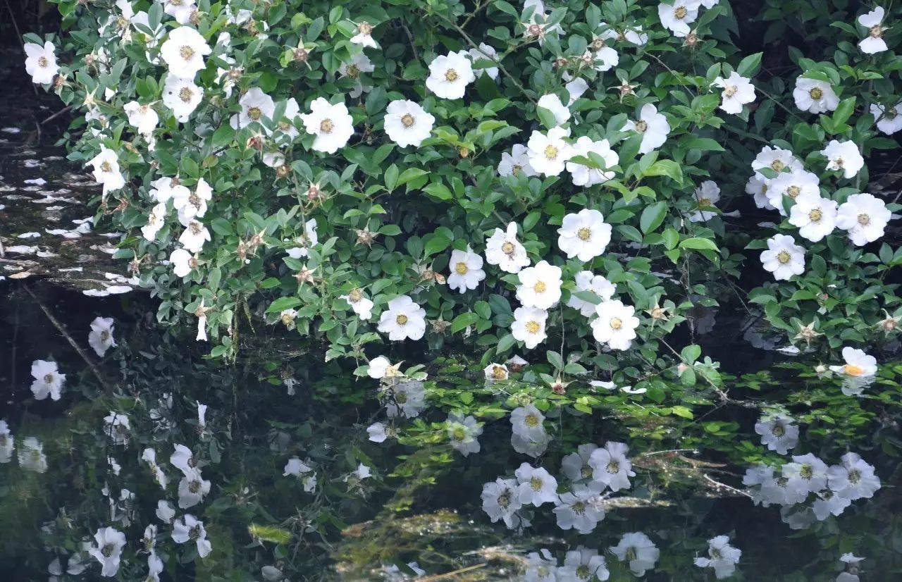 茗墅茶莊園，西湖以外的西湖