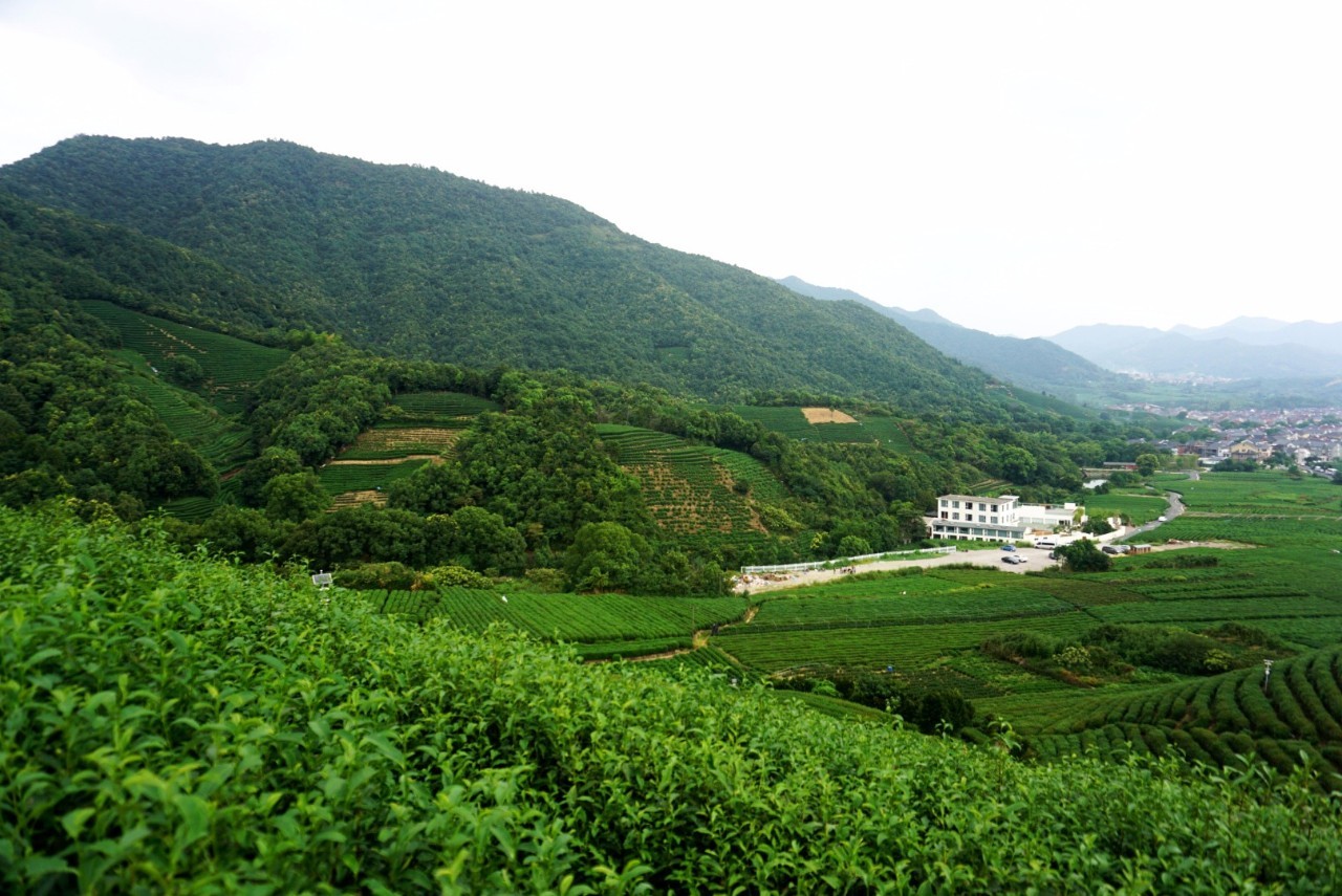 茗墅茶莊園，西湖以外的西湖