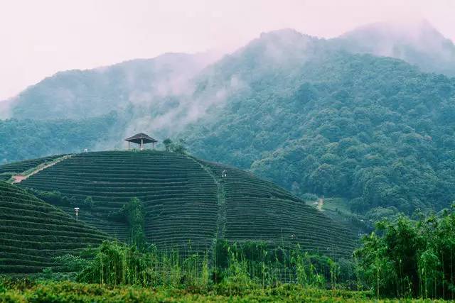 茗墅茶莊園，西湖以外的西湖