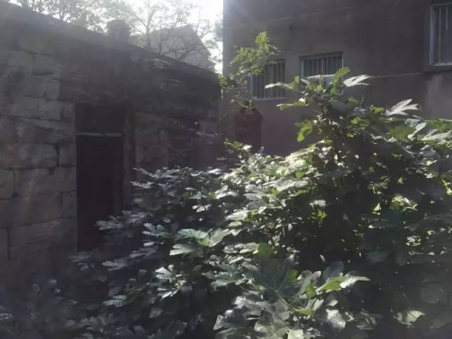 桃花源，有花為伴有茶糊口每一天都是美好光陰