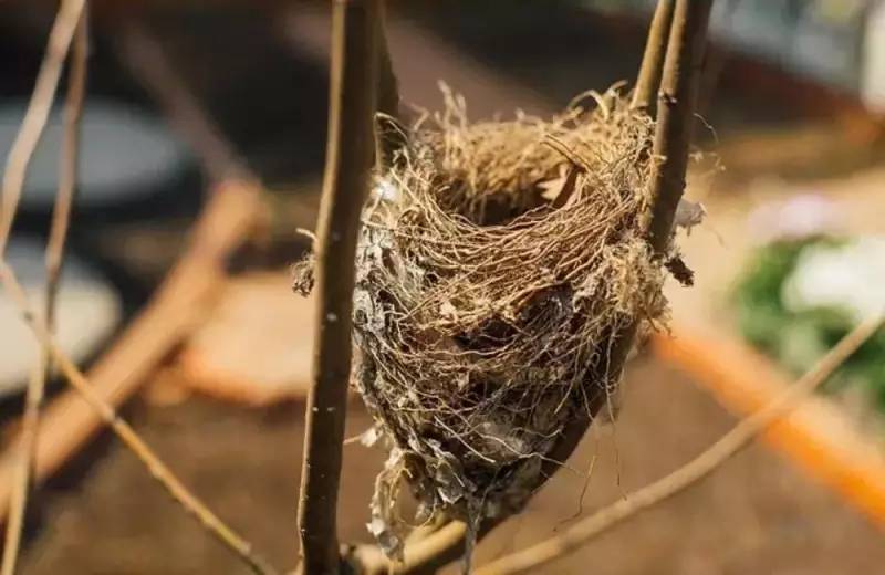 桃花源，有花為伴有茶糊口每一天都是美好光陰