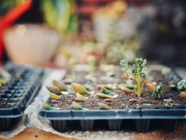 桃花源，有花為伴有茶糊口每一天都是美好光陰