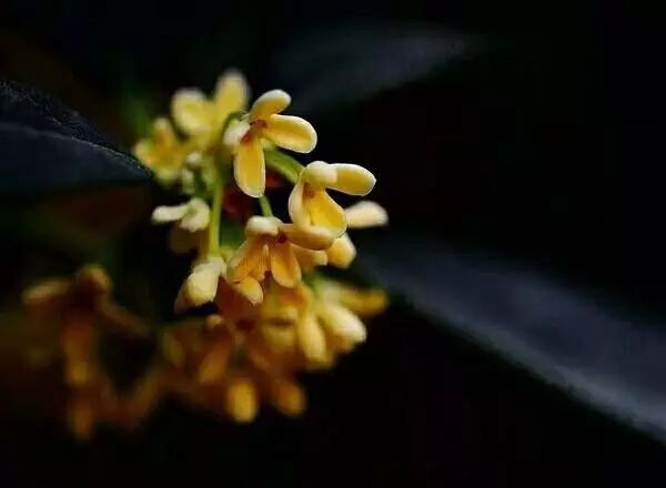 杭州·若白雅苑，擁有無(wú)邊泳池「最好泡民宿」