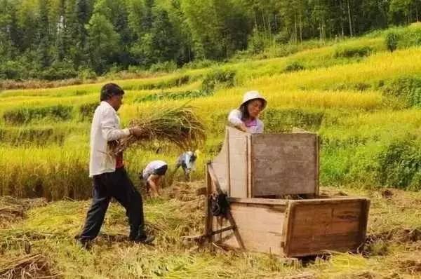 3間開在稻田里的民宿，回歸自然向往田園風(fēng)光