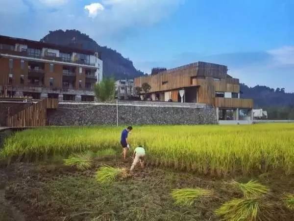 3間開在稻田里的民宿，回歸自然向往田園風(fēng)光