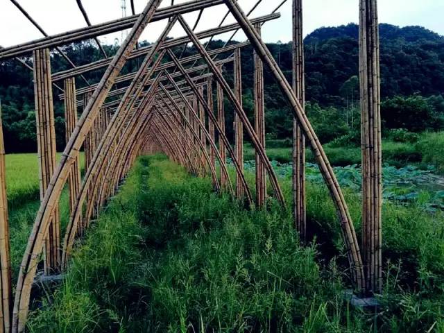 3間開在稻田里的民宿，回歸自然向往田園風光