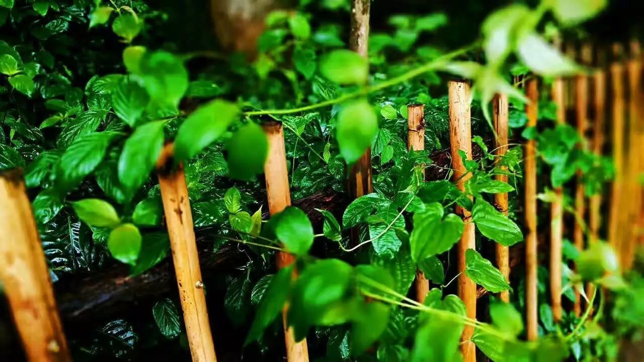 壩美·歸園，隱居聽心歸于自然盡享鄉(xiāng)村野趣