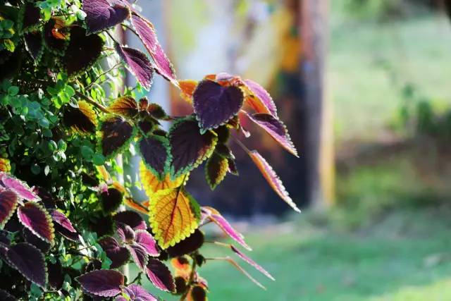 翡翠灣，在遼闊的海洋前做回?zé)o憂快樂的自我