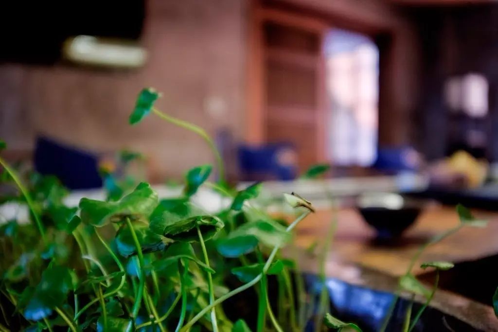 叢山茶境，一片天一座山忘了山外忘卻自己