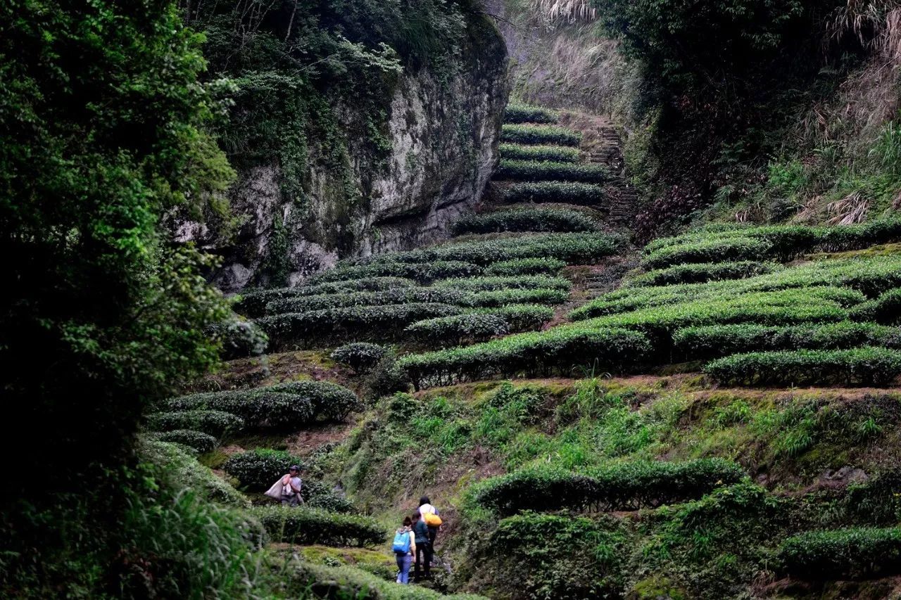 武夷山·山玖如意莊，一杯清茶一萬(wàn)個(gè)品茶人