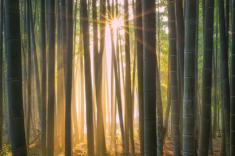 竹制好物，竹編工藝之美！