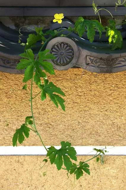 古建筑，一片瓦，遮風(fēng)擋雨