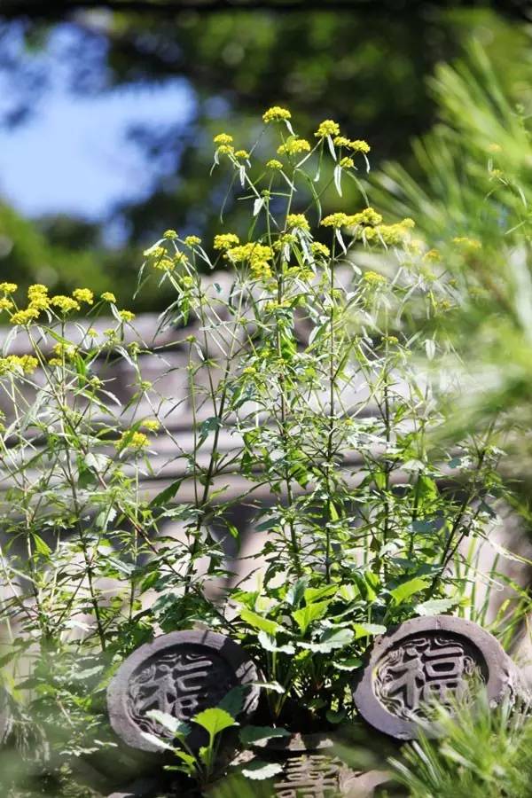 古建筑，一片瓦，遮風(fēng)擋雨
