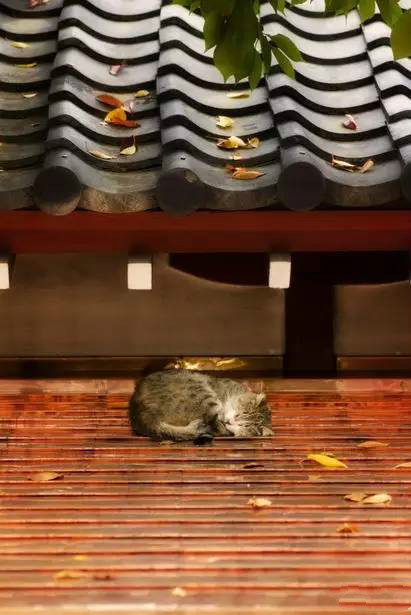 古建筑，一片瓦，遮風擋雨