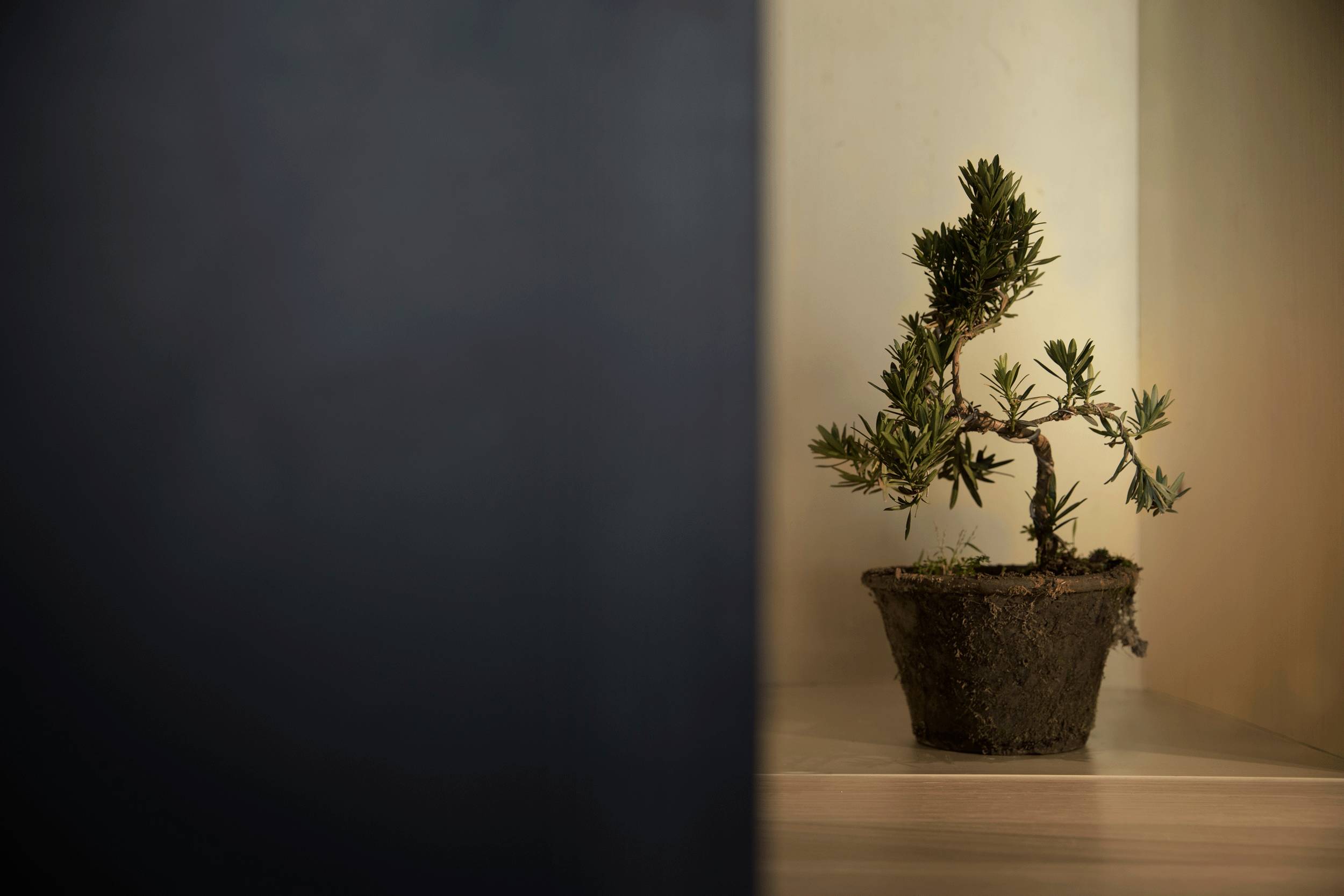 設(shè)計(jì)承載食物的靈魂，中式餐廳設(shè)計(jì)