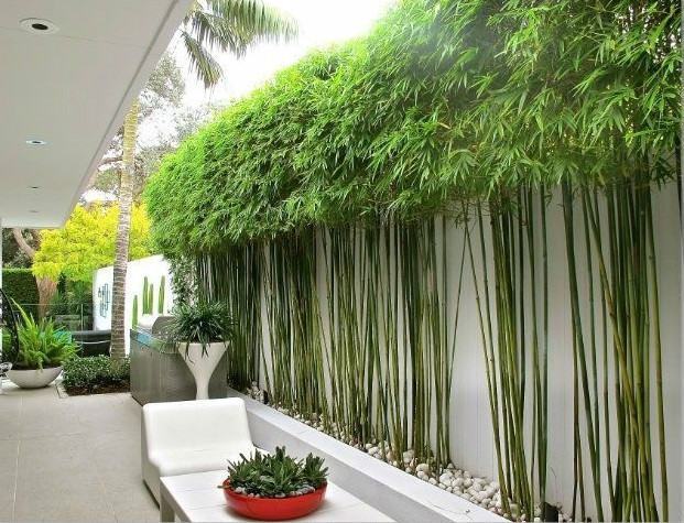 庭院設(shè)計，竹子在庭院中造景的運用