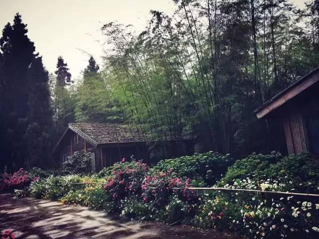 林中四舍民宿設計，一所鳥語花香的小木屋