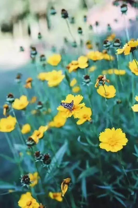 林中四舍民宿設計，一所鳥語花香的小木屋