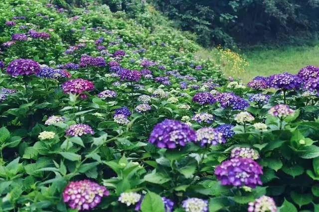 林中四舍民宿設計，一所鳥語花香的小木屋