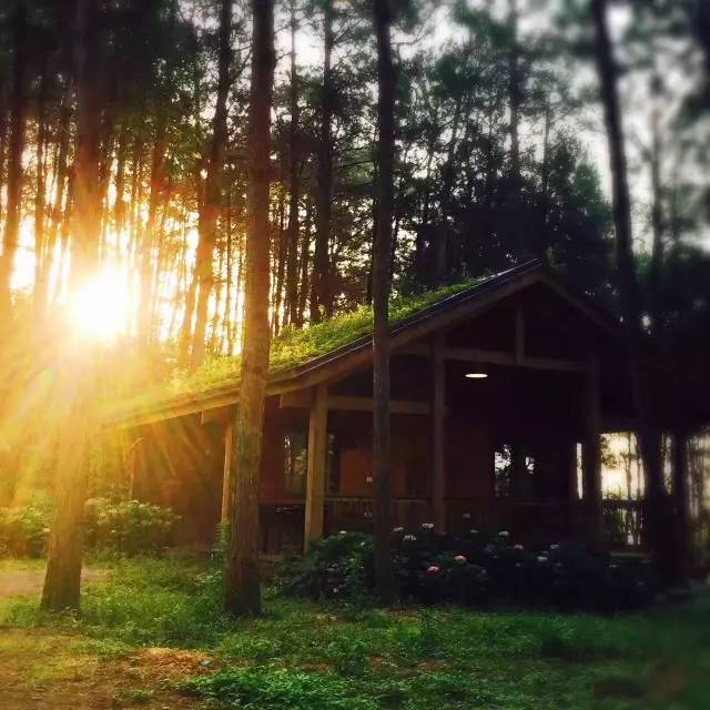 林中四舍民宿設(shè)計，一所鳥語花香的小木屋