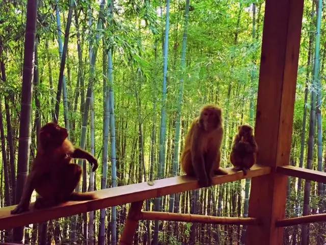 林中四舍民宿設(shè)計，一所鳥語花香的小木屋