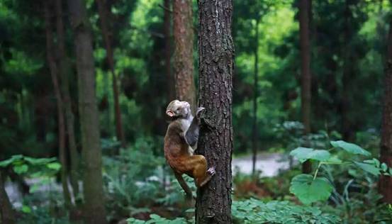 林中四舍民宿設(shè)計，一所鳥語花香的小木屋