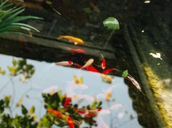 慈舍，悲喜隱去慈從舍生