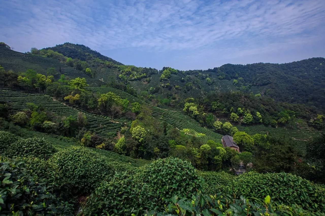 杭州龍井茂居民宿，在茶田之中枕著茶香入睡