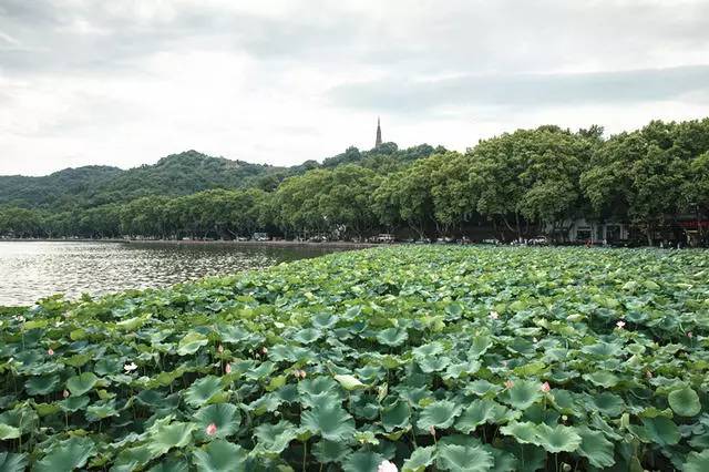青桐·青竹茶舍，茶香縹緲靜賞西湖