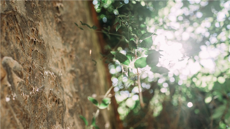 悠然別苑民宿設(shè)計(jì)，聽(tīng)海風(fēng)的聲音