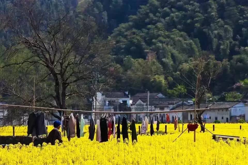 南屏喜舍民宿，從南方飛入徽州白墻灰瓦的歸燕