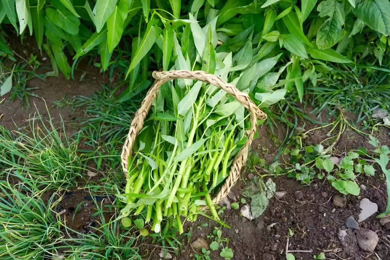 南屏喜舍民宿，從南方飛入徽州白墻灰瓦的歸燕