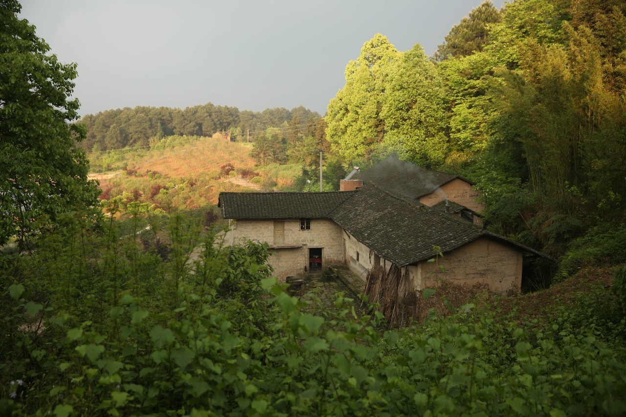 大來山樹屋民宿，喚醒古老村莊留住青山綠水