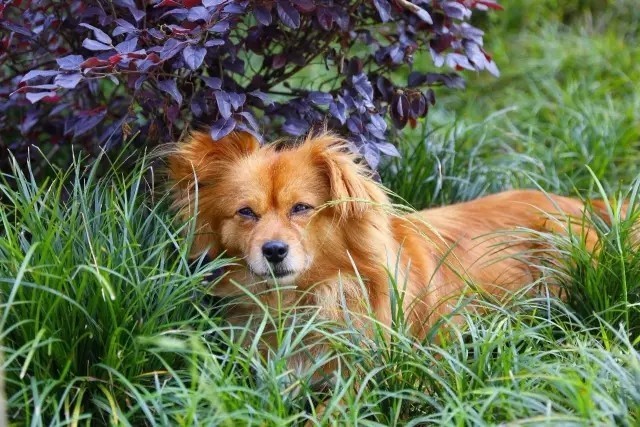 大來山樹屋民宿，喚醒古老村莊留住青山綠水