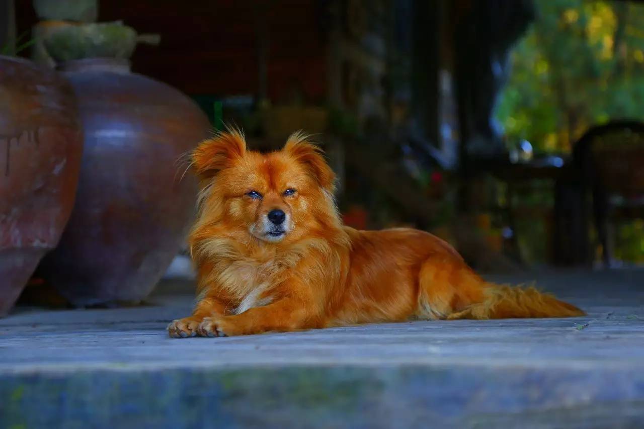 大來山樹屋民宿，喚醒古老村莊留住青山綠水