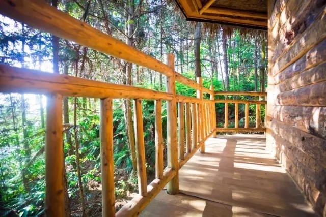 大來山樹屋民宿，喚醒古老村莊留住青山綠水