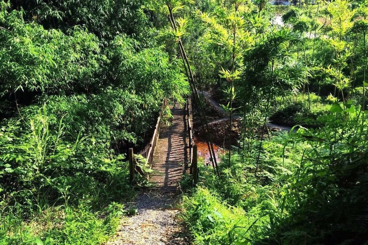 大來山樹屋民宿，喚醒古老村莊留住青山綠水