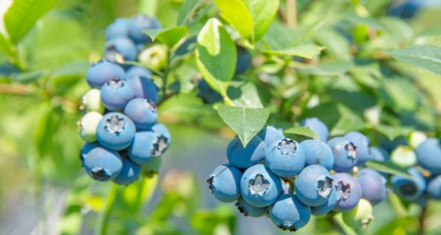 大來山樹屋民宿，喚醒古老村莊留住青山綠水