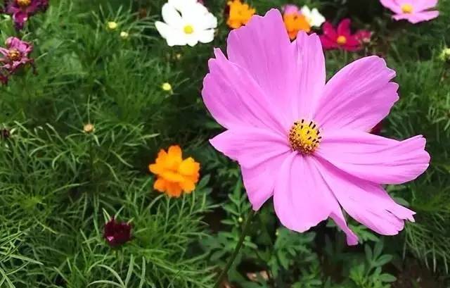 大來山樹屋民宿，喚醒古老村莊留住青山綠水