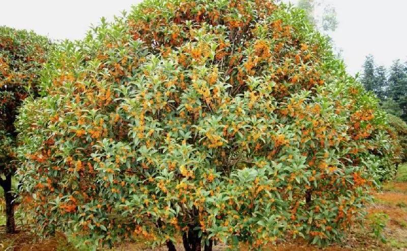 大來山樹屋民宿，喚醒古老村莊留住青山綠水