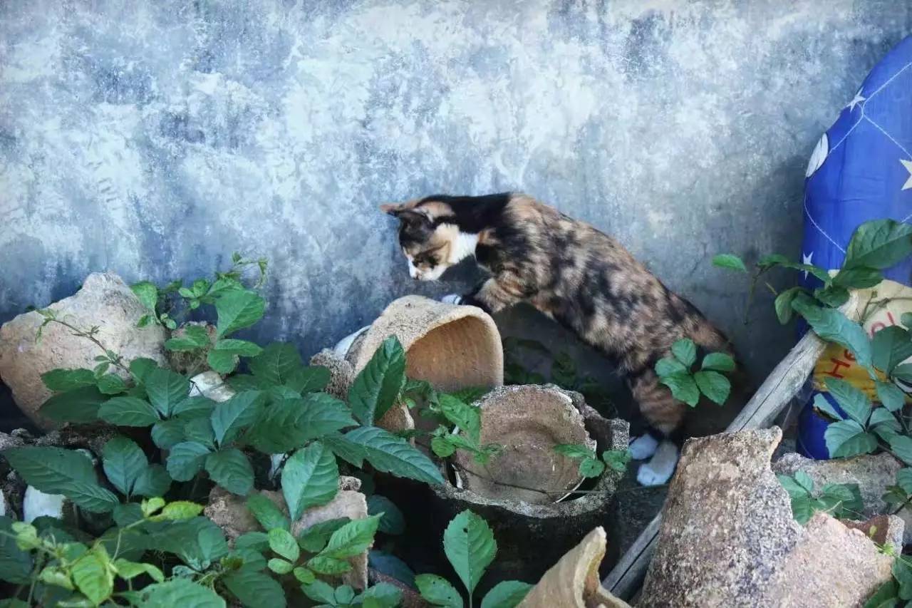 荒無舍民宿，山腳下日出而作日落而息