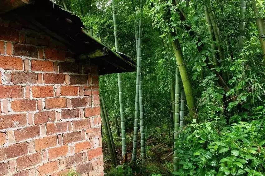 荒無(wú)舍民宿，山腳下日出而作日落而息